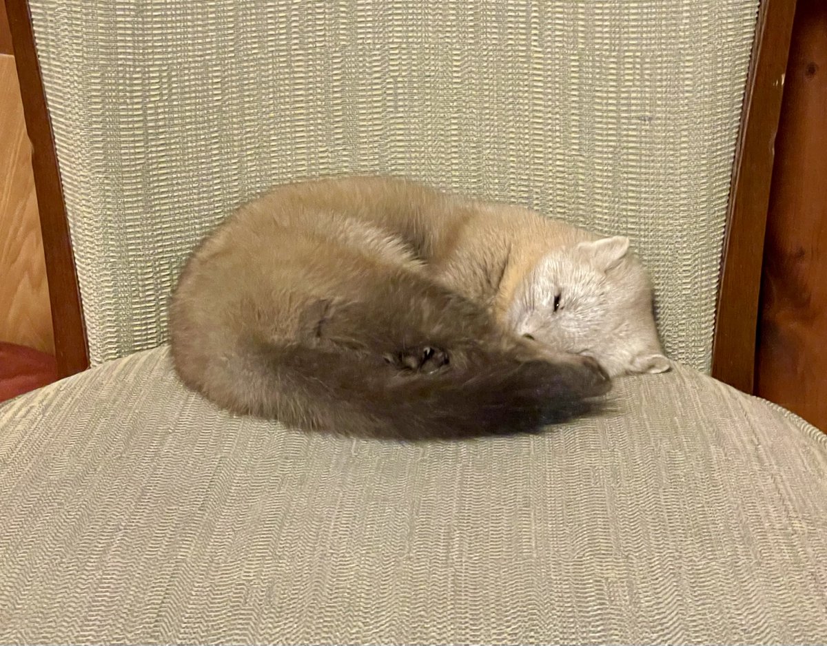 hirokirin_photo's tweet photo. 嘘のような本当の話し🐱
〜最終回〜

スヤスヤ…💤

本当に寝ちゃってます💤

しばらくすると、さらに体を丸くして熟睡モードに。
猫ちゃんみたい🐈

まるまって寝てたかと思ったら

子どもがよくやるように
自分の前足を後ろ足の太ももにギュッと挟んで寝始めました❣️

この体勢⁉️

あれれ〜😍😍

娘もよくやる仕草なので、思わずびっくり！

太ももからちょこんとはみ出た鋭い爪さえキュンとなります🫰

ドキドキと
ニヤニヤで、
声が出そうになるのを　　
必死に堪えます🤤🤍

🐱💤

上下するお腹のリズムを眺めながら、
まるで我が子を見守るような、幸せな時間。

しばく寝顔を見てほっこり🥰

「このまま朝まで一緒に寝られたら…」
なんて一瞬思ったけれど、

この子にも帰るべき場所があります⛰️

名残惜しいけれど、

そろそろお別れの時間です。

椅子を優しくトントンと叩いて、
「そろそろ帰らなきゃ」と声をかけると、

耳をピクッと立ててこちらをじーっと見つめてきます。
少し寝ぼけたような、「まだ眠たいよ〜」と言いたげな表情。

なかなか椅子から動こうとしません。

椅子を少しコトコト動かして促すと、
ようやくぴょんと窓際へ。

外を見たりこちらを見たり

でもなんだか帰りたくなさそう…。

ここでまたくつろいだら帰せなくなるので

自分も窓の方に行って

『またね』と声をかけます！

それでもそこにちょこんと佇んで動かないので最後はカーテン越しに、　　

そっとお尻をグイッと押してあげると、

踏ん張って帰ろうとしませんでした🐱

嬉しいけど今行かないと帰れなくなっちゃうとで『ほらお帰り』と言うと

名残惜しそうに、
山の方へと帰っていきました。

あんなに近くにいたのが、
まるで夢だったんじゃないかと思うほど、
あの子がいなくなった部屋は急に静かになりました。

指先に残る、

踏ん張った足の力強さと余韻。

そしてカメラに残った
ぬいぐるみのような可愛い顔と

あの無防備な寝顔。

それが、すべて「本当にあったこと」なんだと教えてくれます。　

森に住む小さな命。

またいつか、会えるといいな☺️

嘘のような、でも本当にあった、

夢のような不思議な出来事。

おわり