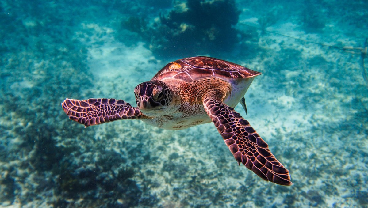 Ecotours2015's tweet photo. Snorkeling with sea turtles right in front of the ancient Tulum Castle🐢🌴✨
Two completely different worlds — the turquoise Caribbean and the mystical jungle underground — in one unforgettable day. 😃🏛️🐢🌿
Small groups, real nature, zero stress.
Who’s joining us? 😃🌴✨

  #freedive #birdwatch #ecotoursadventure #RivieraMaya #PlayadelCarmen #whale #whaleshark #whalewatching #turtles #seaturtles #cenote #tulum #Tours