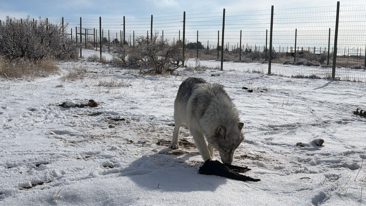 wolfhavenint's tweet image. At our McCleery Ranch sanctuary in Montana, female wolf, Thing Two, recently created some enrichment of her own when she playfully scent-rolled on a raven that her or her companion and brother, Thing One, had previously caught in their enclosure. #wolfsanctuary #wolves #wolfhaven