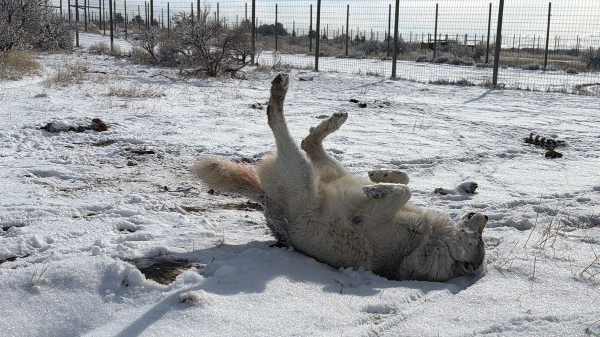 wolfhavenint's tweet image. At our McCleery Ranch sanctuary in Montana, female wolf, Thing Two, recently created some enrichment of her own when she playfully scent-rolled on a raven that her or her companion and brother, Thing One, had previously caught in their enclosure. #wolfsanctuary #wolves #wolfhaven