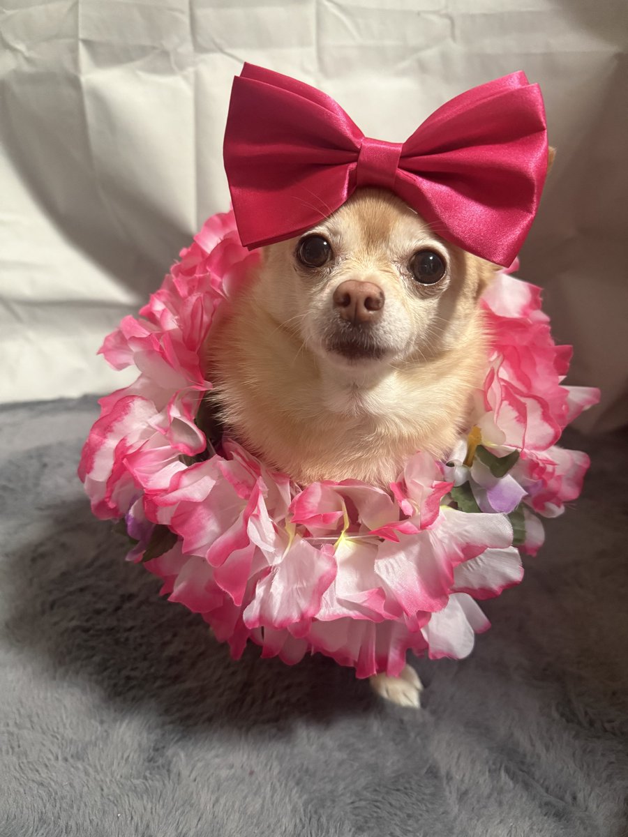 Pomchi_Puppy's tweet image. No Chewnel Tuesday today since Mum is party prepping so I thought I would get in the spirit 🐾 
#tinkerbellthepomchi #dogsofx #tatertotsquad #pomchi