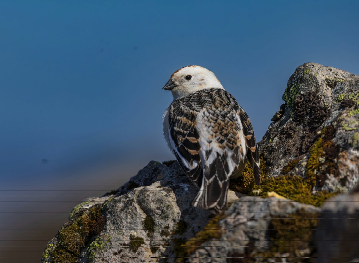 Brian's Birds tweet media