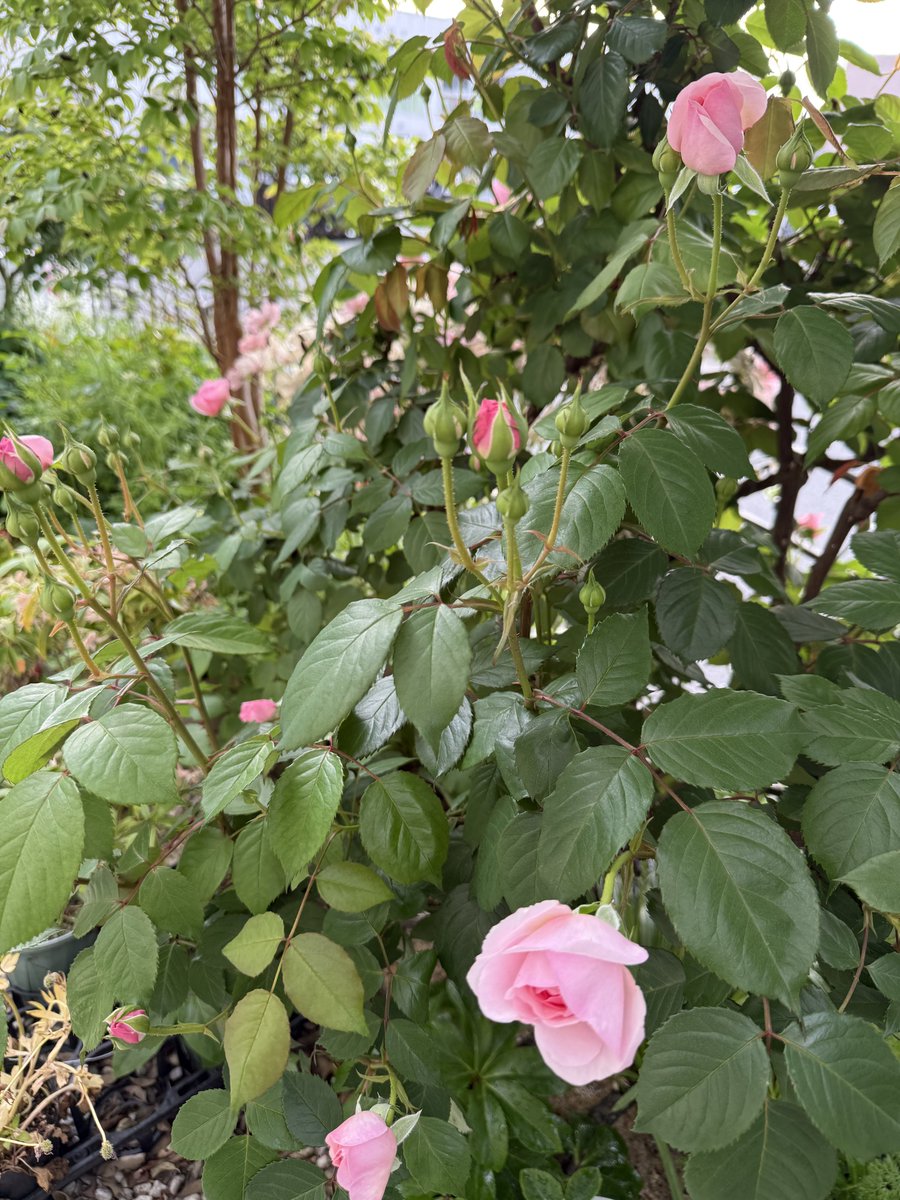 もにやん tweet media