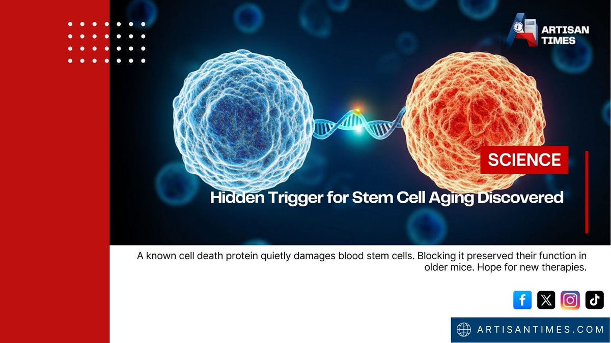 artisan_times's tweet photo. Hidden trigger for stem cell aging found. 🧬
Protein MLKL damages mitochondria — without killing cells.
#StemCellAging #Mitochondria #MedicalResearch #AgingScience
Read more: https://t.co/ZBn94mbL6u https://t.co/4cqPQYqF04
