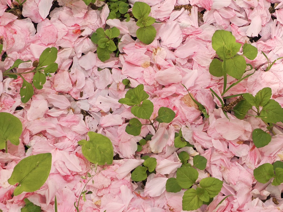 tostomo's tweet image. 敷き詰めらた八重の花びら
#春の風景
#八重桜
#om1-markⅡ
#mzuiko1250mmf3563
#om_photo
#om写真投稿
#kokohana
#花
#flowers 
#flowerslover 
#はなまっぷ
#Lovers_Nippon 
#tokyocameraclub 
#誰かに見せたい風景
#東京カメラ部
#ファインダー越しの私の世界
#ISO250
#0ev
#f6.1
#1/8
#1/125s