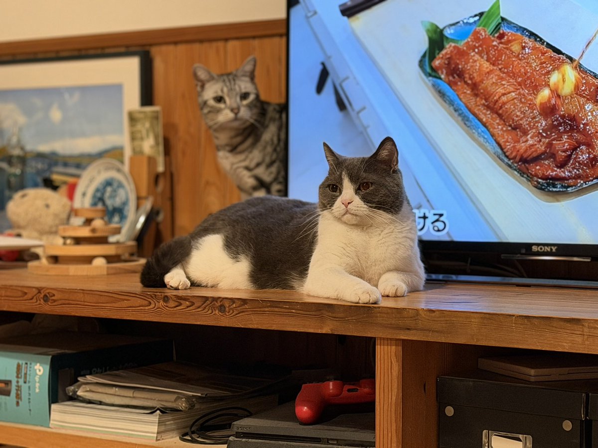 YO@Yoshitaka_Shikano tweet media