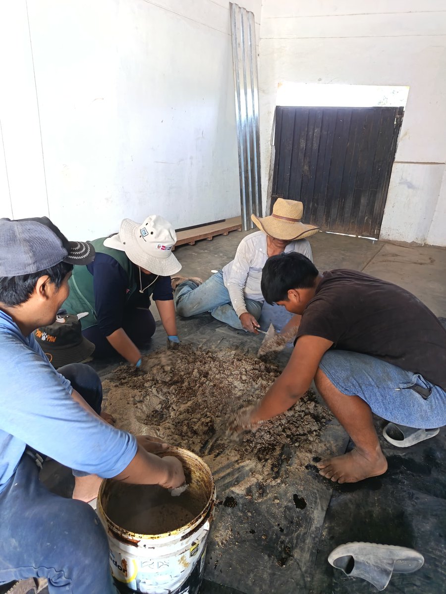 INIAPeru's tweet image. #Ica | La EEA Chincha del INIA elaboró bloques multinutricionales para cabras lactantes en Pisco y recomendó pediluvios para bioseguridad. Además, recolectó muestras de suelo para parcelas en Palpa y Nasca.