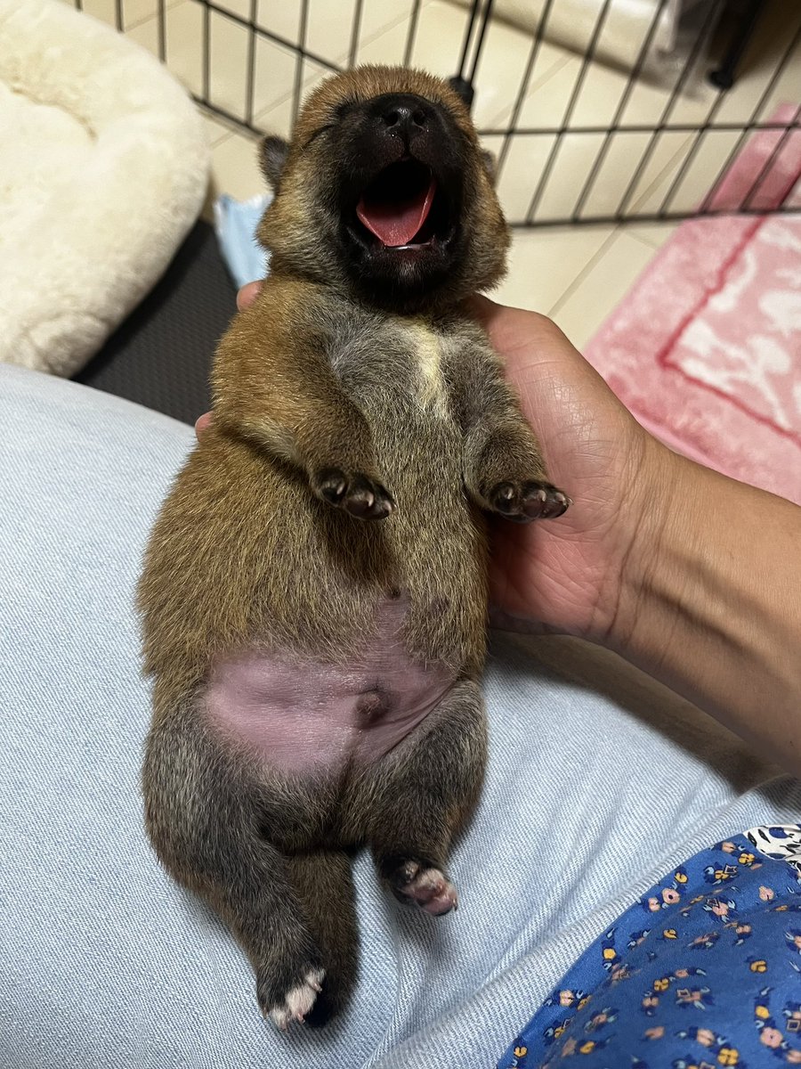 柴犬ぎんなん❤︎豆柴どんぐりと飼い主ゆきんこ tweet media