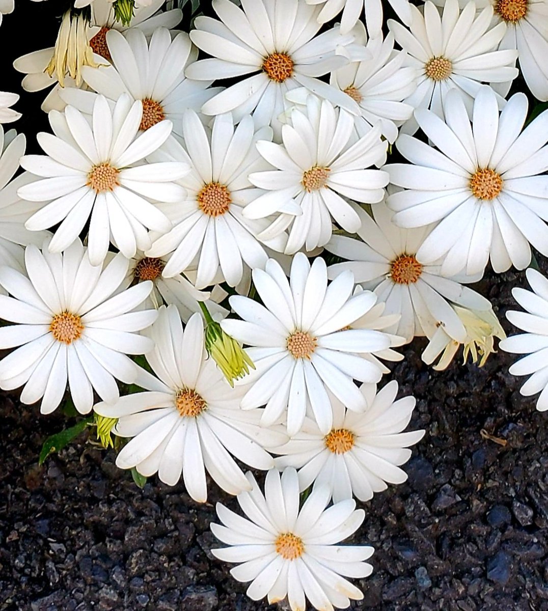 うるうる tweet media