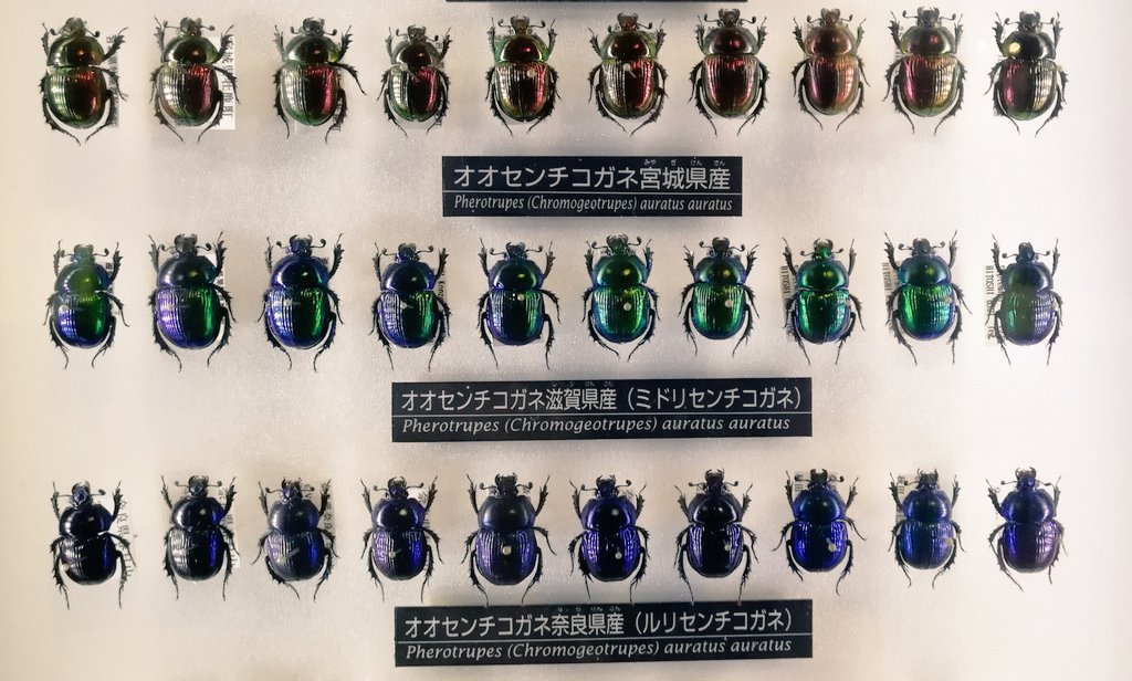 科博だって…科博だって……！