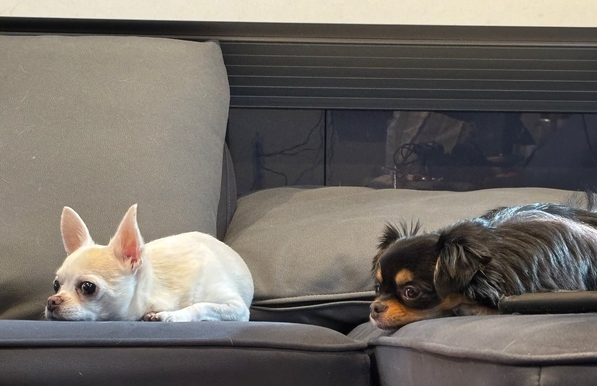 心結嶺あんず tweet media