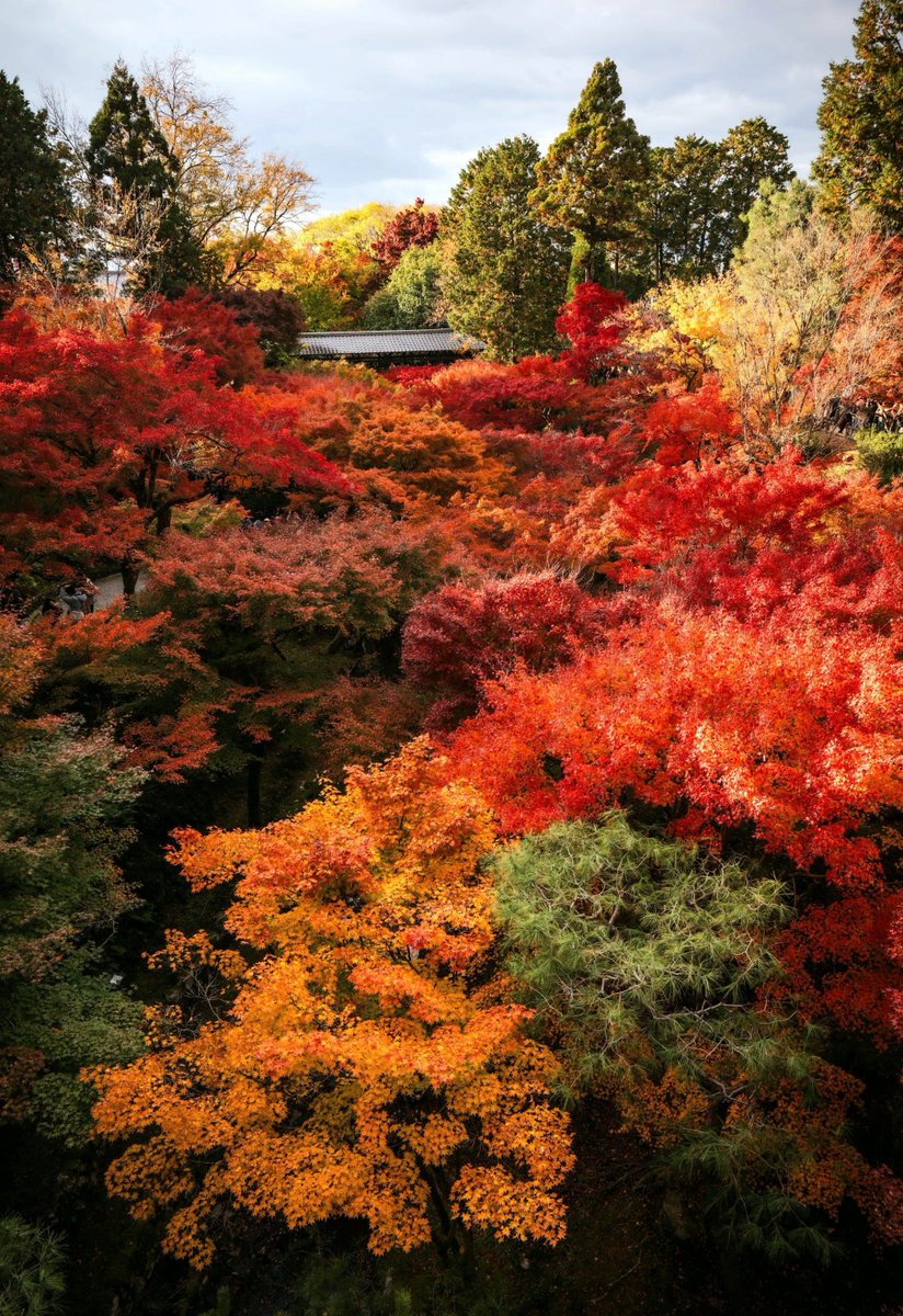 Ono Moto tweet media