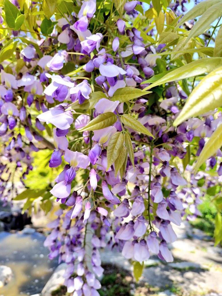 みこや🍻🍷🍶🥃 tweet media