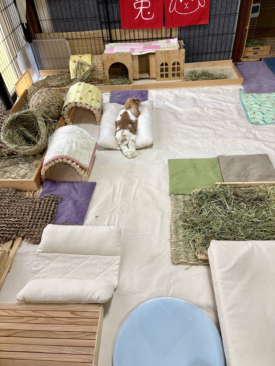 こたろう  🐰うさの名はきなこしゃん tweet media