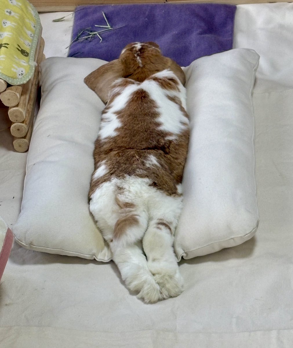 こたろう  🐰うさの名はきなこしゃん tweet media