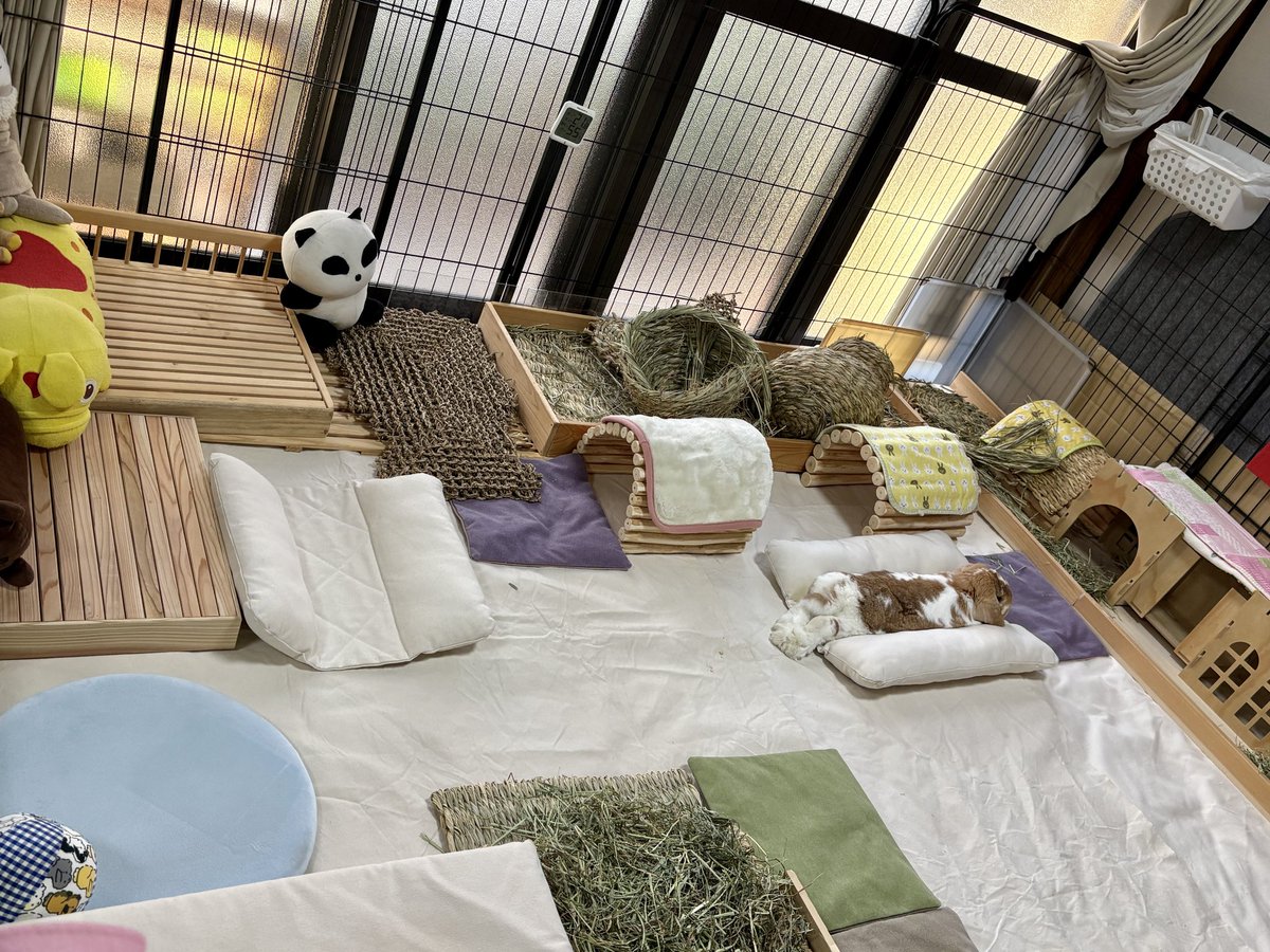 こたろう  🐰うさの名はきなこしゃん tweet media