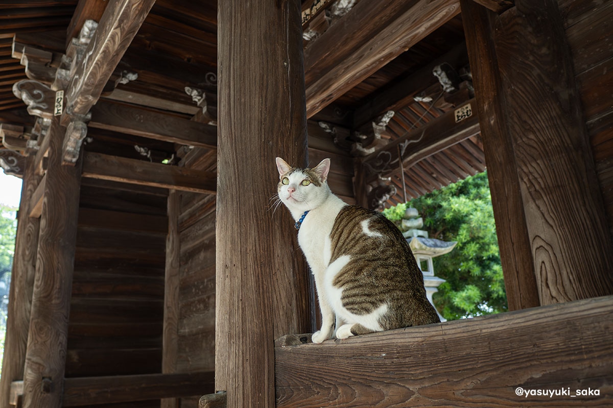 yasuyuki_saka's tweet image. ねこ。 #猫 #ねこ #cat #猫写真