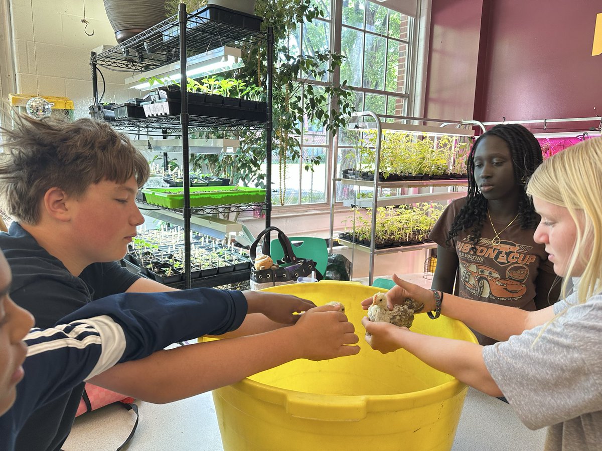 HighlandPROUD's tweet photo. 🐣 Our ag students are getting hands-on with baby chicks today! Proper handling technique is a real skill, and these future farmers are nailing it. #GrowItCookItSellIt #FFA #AgEd #MiddleSchool #Highlandproud #HMS #WeAreJCPS https://t.co/zGqlwgW7V1