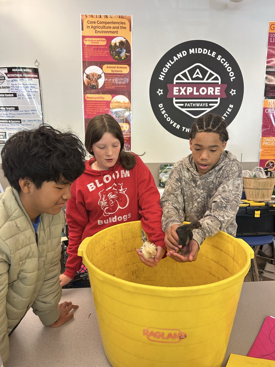 HighlandPROUD's tweet photo. 🐣 Our ag students are getting hands-on with baby chicks today! Proper handling technique is a real skill, and these future farmers are nailing it. #GrowItCookItSellIt #FFA #AgEd #MiddleSchool #Highlandproud #HMS #WeAreJCPS https://t.co/zGqlwgW7V1