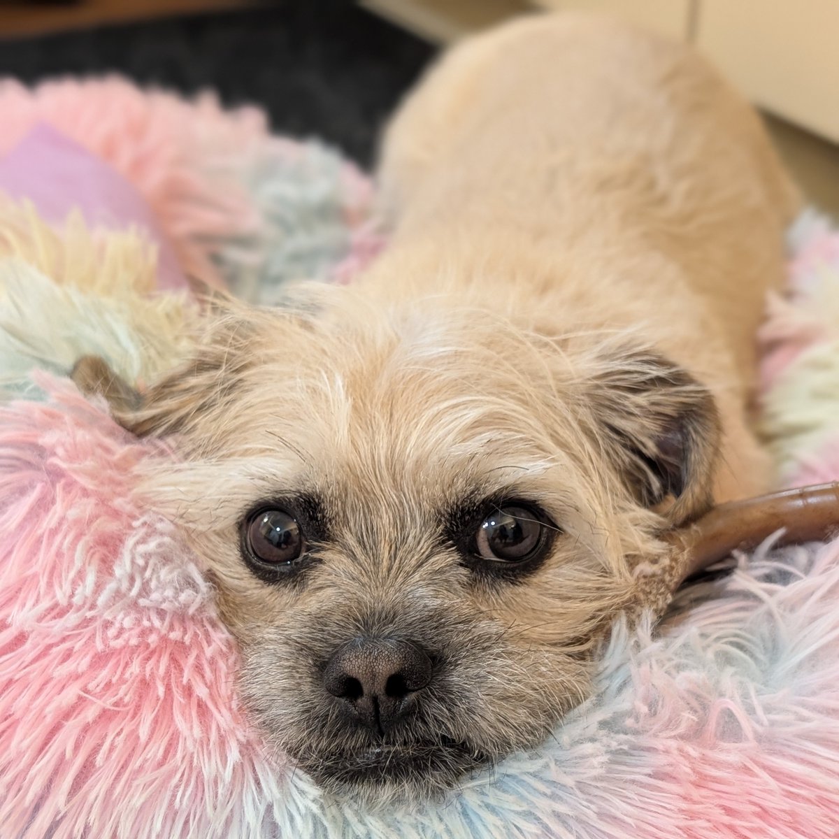 Heather Coy Moonka tweet media