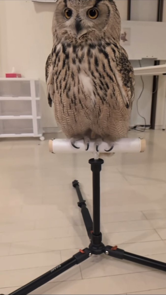 Miyu and Buffy tweet media