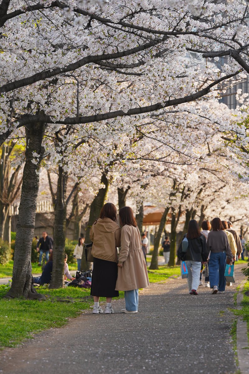 mike0613's tweet image. #街撮り
#SonyAlpha 
#α7V
#桜
#大阪
