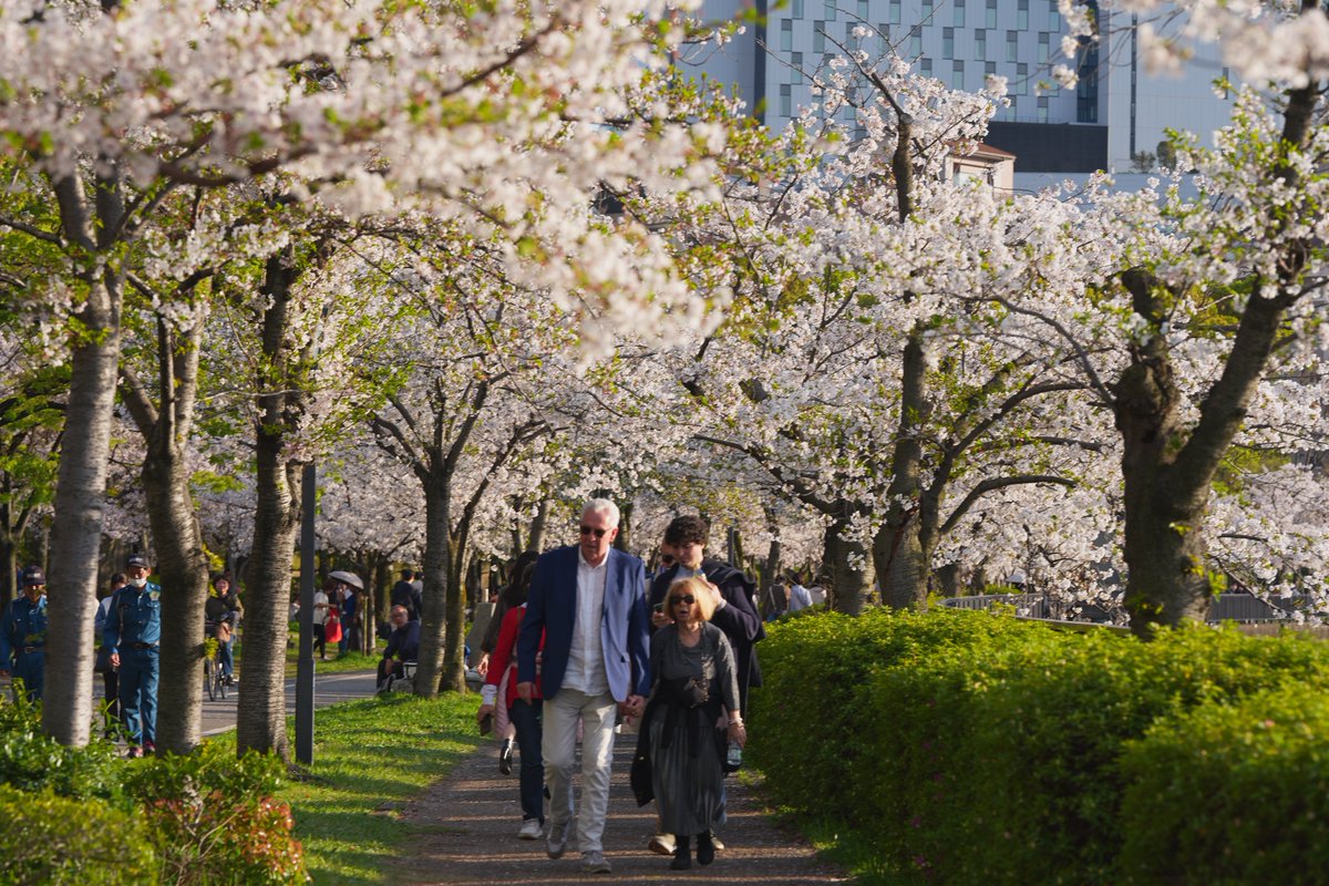 mike0613's tweet image. #街撮り
#SonyAlpha 
#α7V
#桜
#大阪