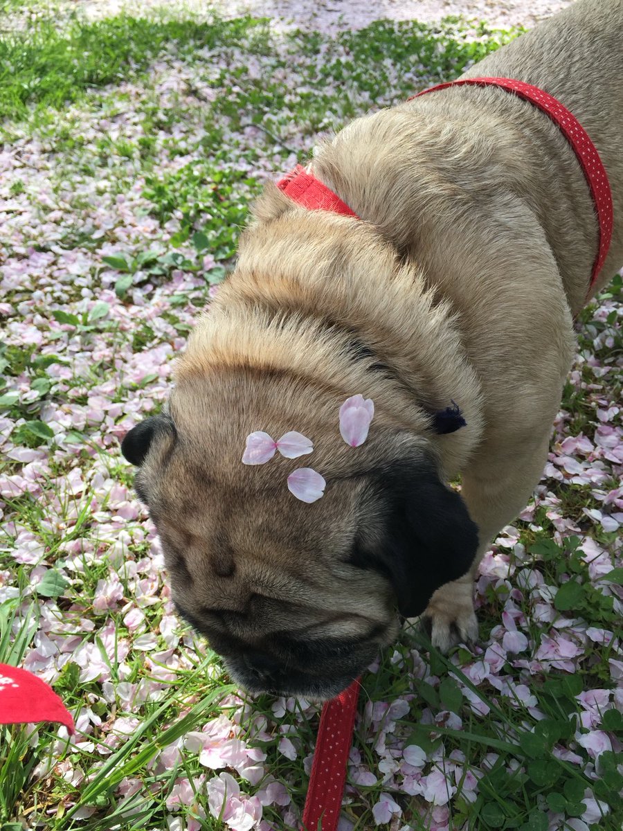mimi15263496's tweet image. #PUG #mops #パグ #ふがれす卒業犬  #秘密結社老犬倶楽部天国支部

20150421