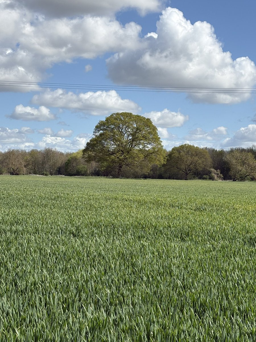 Orcinus68's tweet image. Another lovely #walk today 😊🌞🌳