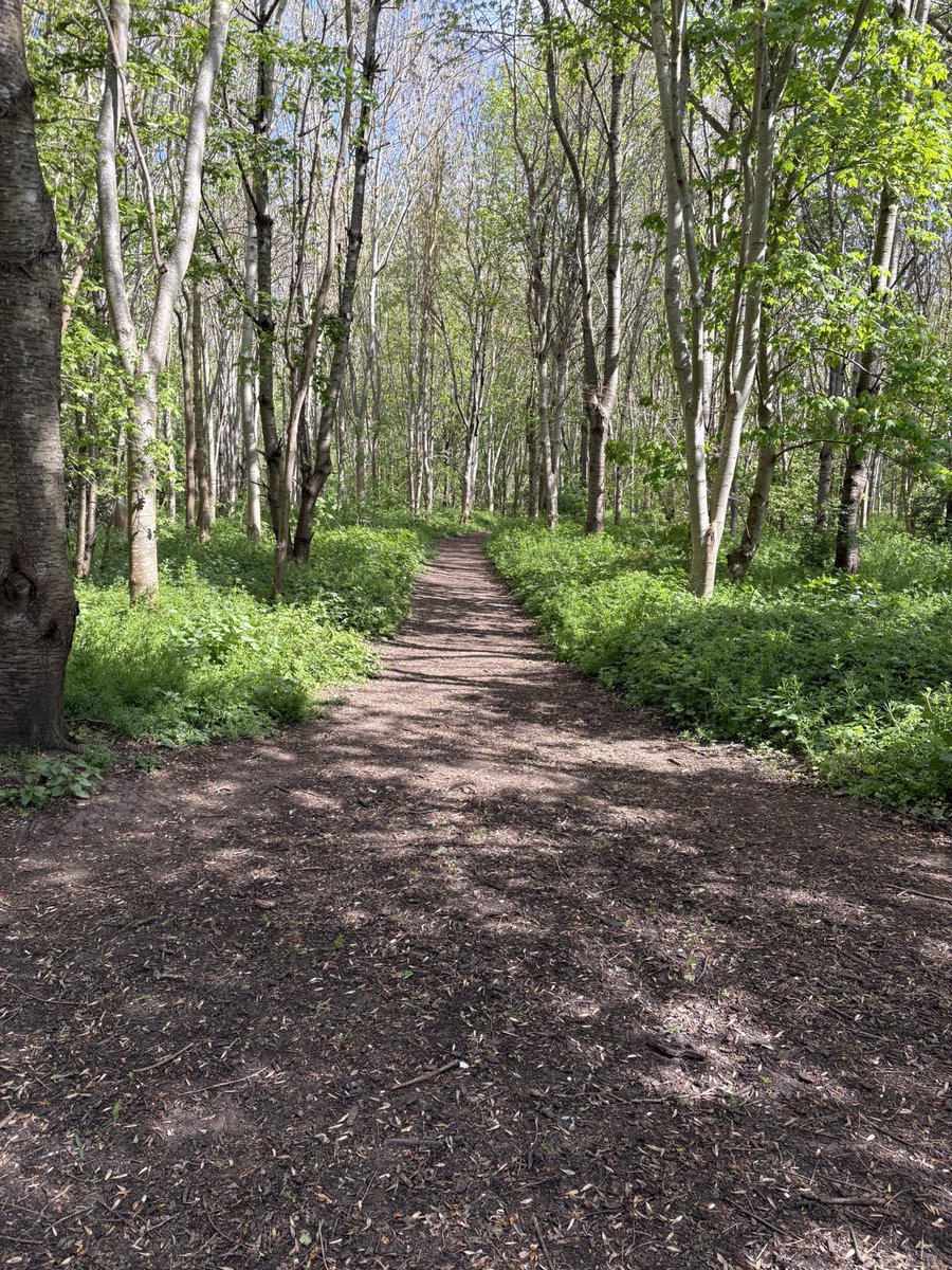 Orcinus68's tweet image. Another lovely #walk today 😊🌞🌳