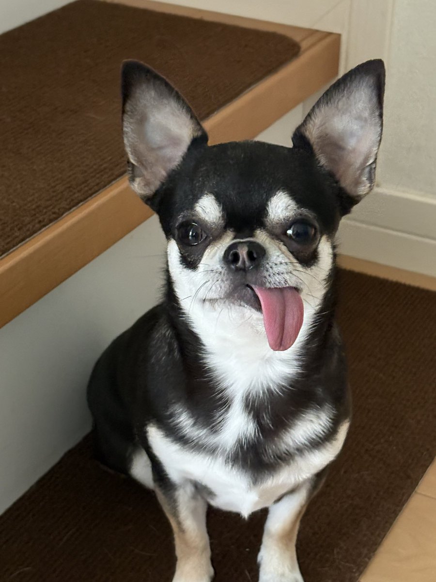 ns_dogs's tweet photo. Early TOT Tuesday from Japan! 😛🐾  
Eve is already giving us her best tongue-out smile this morning 😂  
Even though it's still Monday for many of you overseas, we're sending the TOT energy ahead!

#TOT #TwoDogs #ChihuahuaLove https://t.co/FV22x163mY