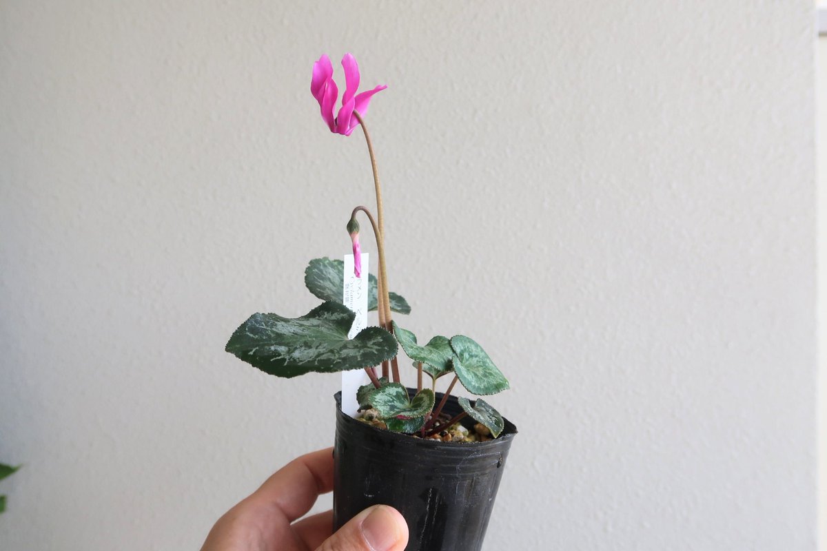 後　降裏夫 tweet media