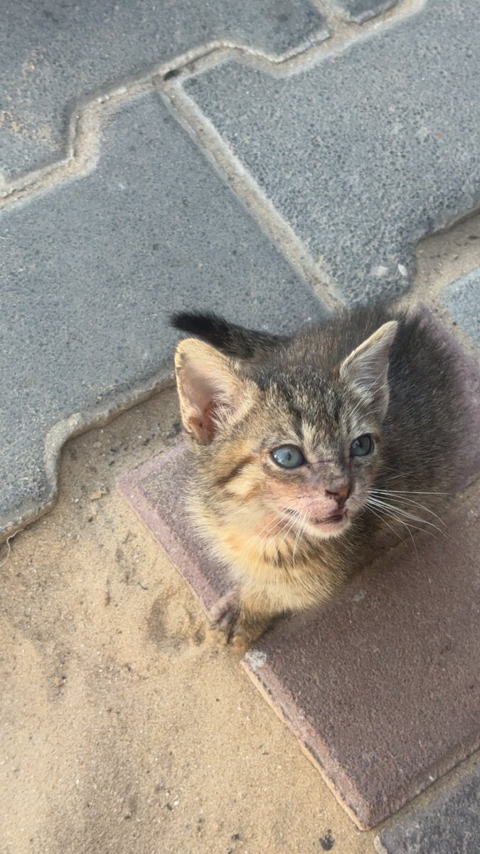 MOHAMMED𓂆 tweet media