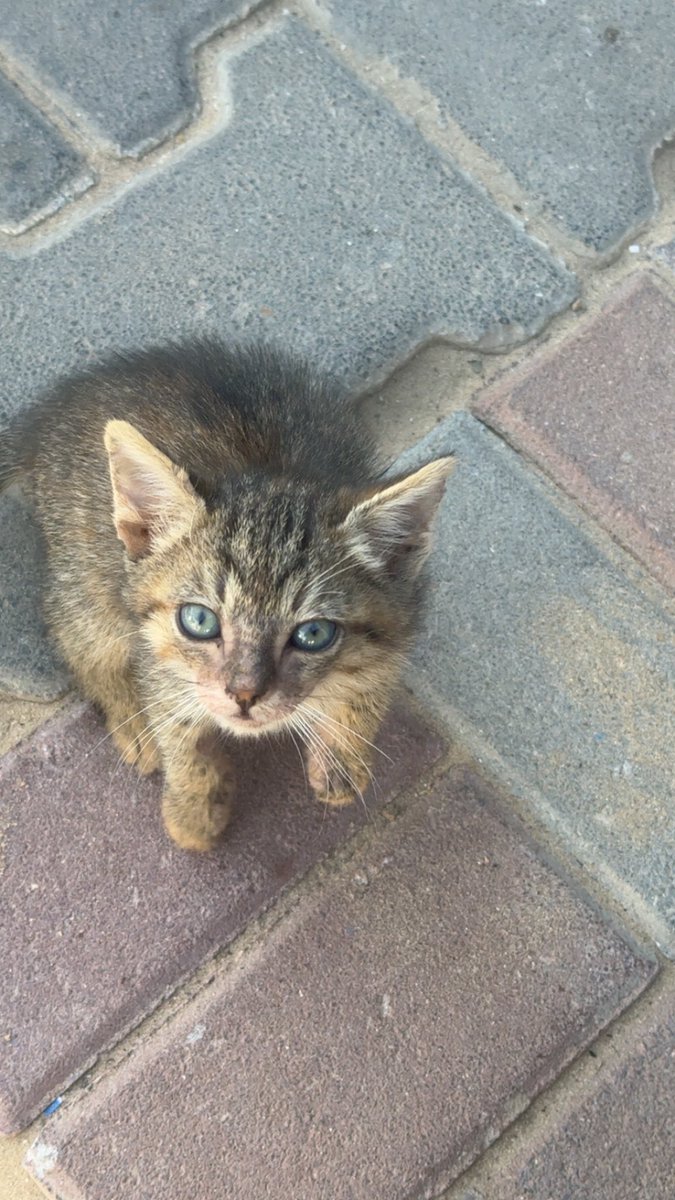 MOHAMMED𓂆 tweet media