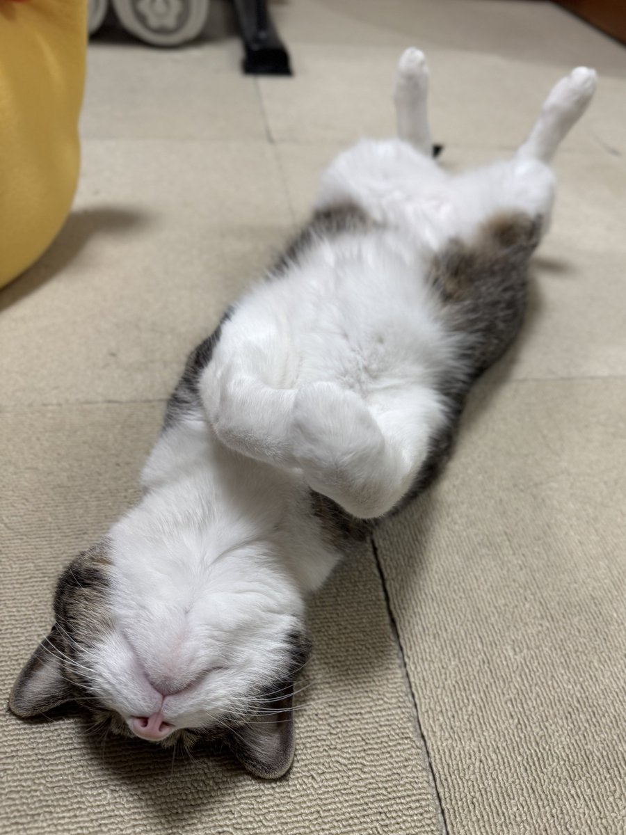 おはようございにゃんすぅ🐾