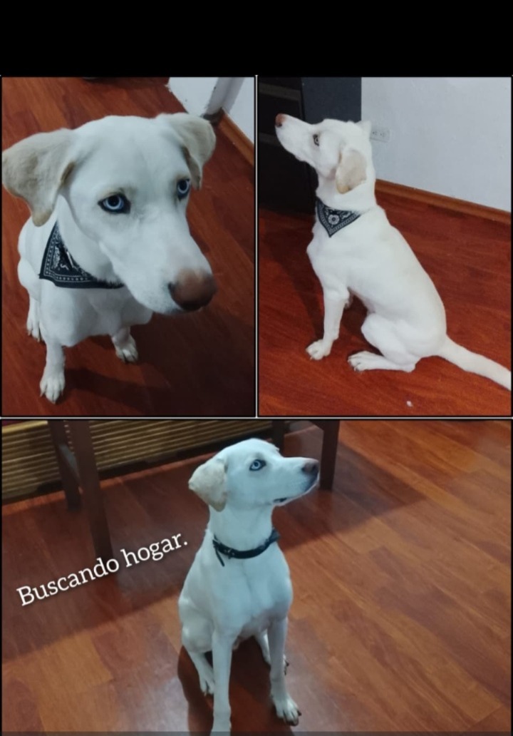 ADOPCIÓN 📢 *APOLO* machito de año y medio, esterilizado con chip y vacunas, no lo pueden tener más, ya que nació una bebita prematura que implico el cambio de residencia quitando el espacio que se merece este amiguito; ya no se le puede cuidar como se debe. Contacto 0984174407.