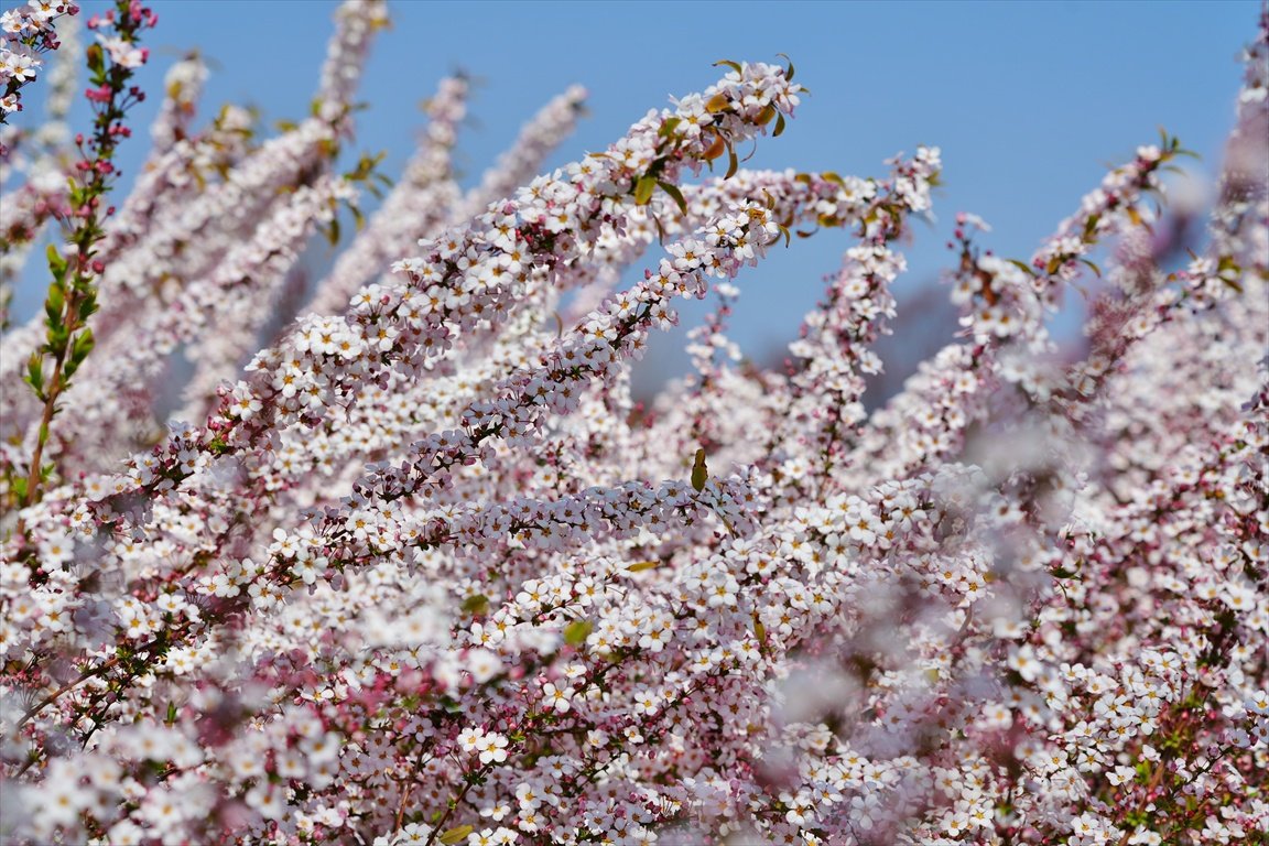 おはようございます
馬見丘陵公園の
薄ピンクのユキヤナギ

昨夜は津波警報が出ましたが、日本海側にいたので大丈夫でした。今日函館へ出る予定です。
 #ユキヤナギ 
 #馬見丘陵公園