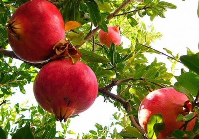 حقائق تونس tweet media