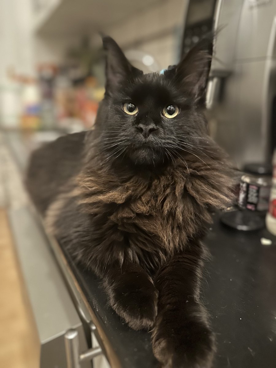 moodynightz_'s tweet image. kitty #catlovers #catstwt