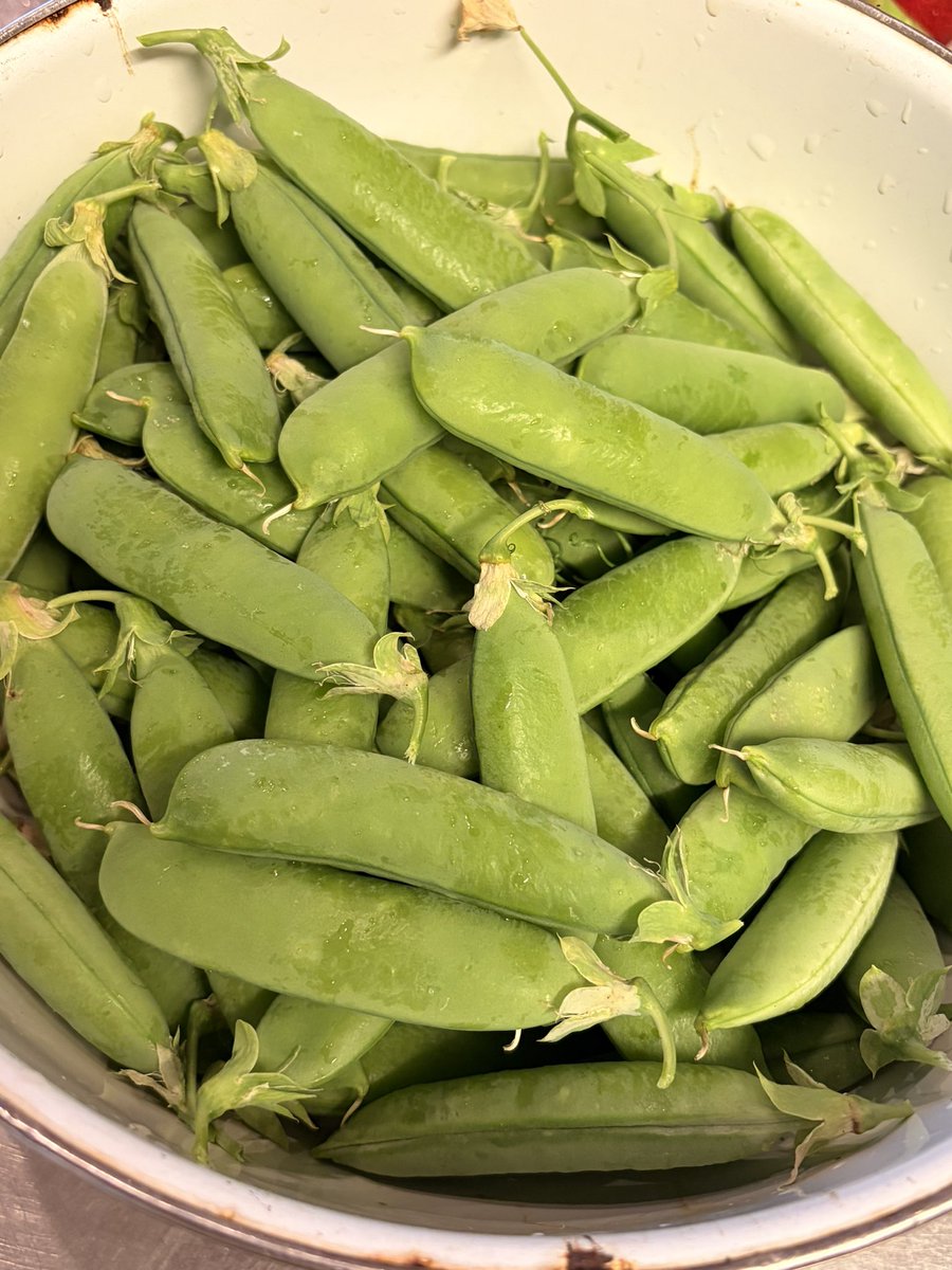 野菜栽培おじさん tweet media