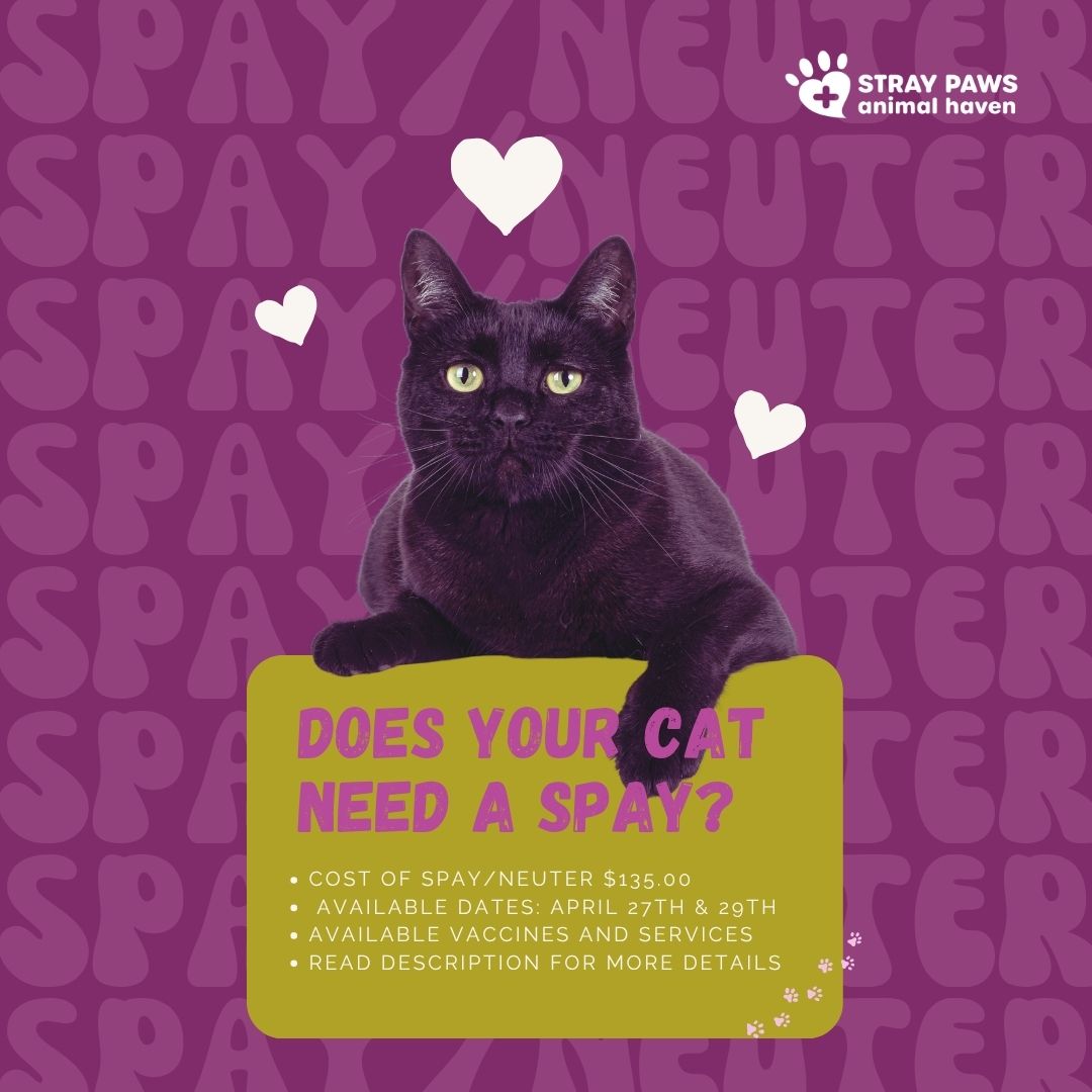 tnrstrong's tweet image. Cat Spay/Neuter Appointments Available!

Cost: $135
April 27 &amp;amp; 29

💉 Add-On Services: FVRCP $15 | Rabies $15 | Microchip $15  Flea Control $15 | FeLV/FIV Test $35 | Nail Trim $10

Book Online Today:
straypawsanimalhaven.org/spayneutercat

#CatLovers #catspayneuter