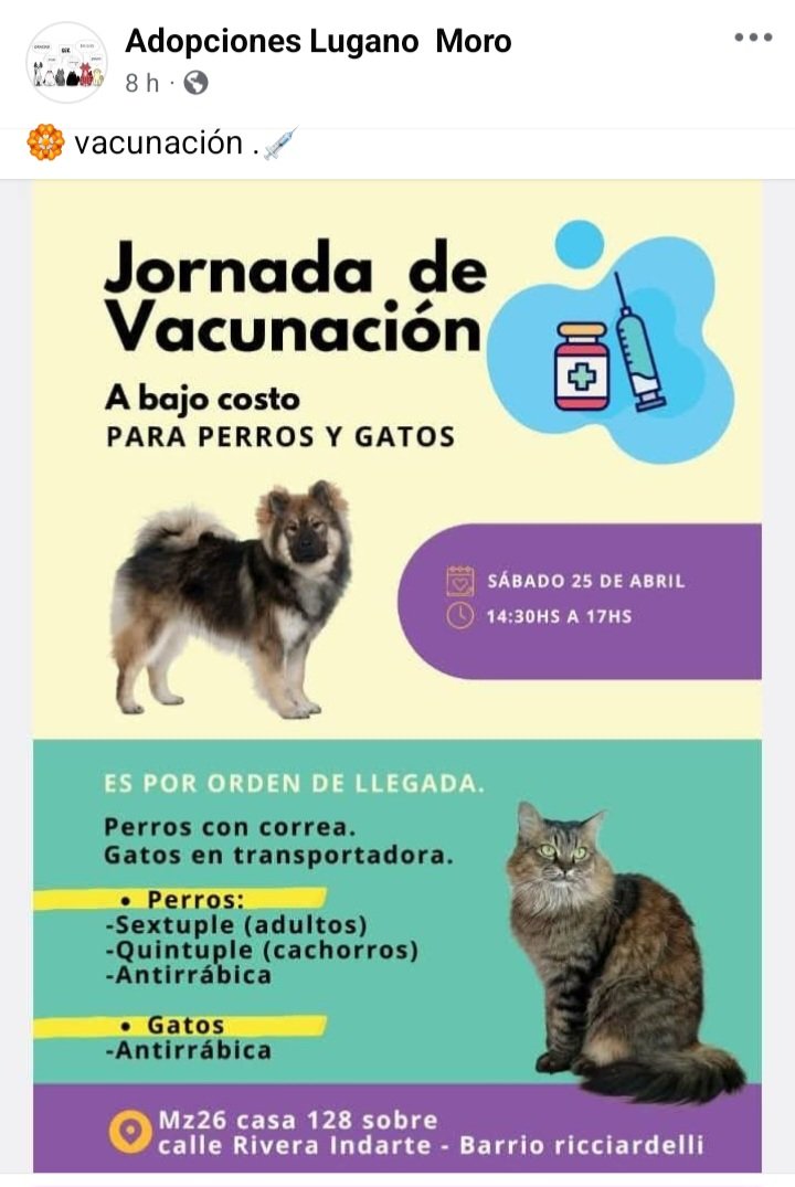 protegealanimal's tweet photo. CABA - VILLA LUGANO
#CABA #VILLALUGANO #LUGANO #BARRIORICCIARDELLI #CABALLITO #MONTECASTRO #BALVANERA #LABOCA #PARQUEPATRICIOS #CONSTITUCIÓN #POMPEYA #FLORES #VILLADELPARQUE #COSTANERASUR #MATADEROS #PATERNAL #ALMAGRO #BOEDO #LINIERS #CHACARITA #VILLASOLDATI #VILLAURQUIZA
#CAPFED https://t.co/SfFDYoDJij