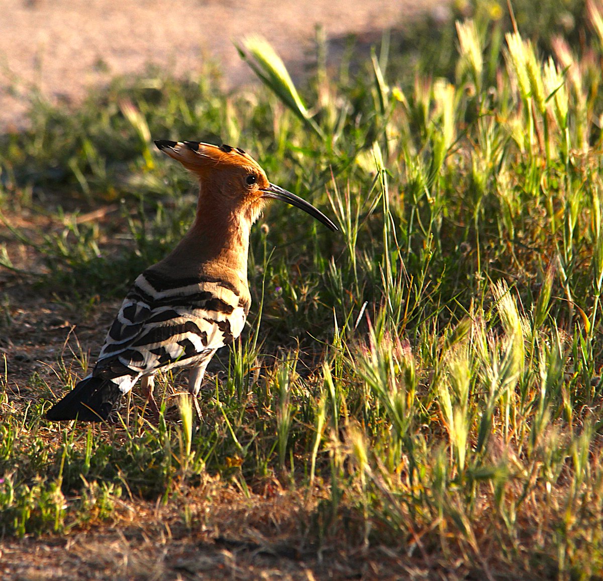 Ana Díez Trello tweet media