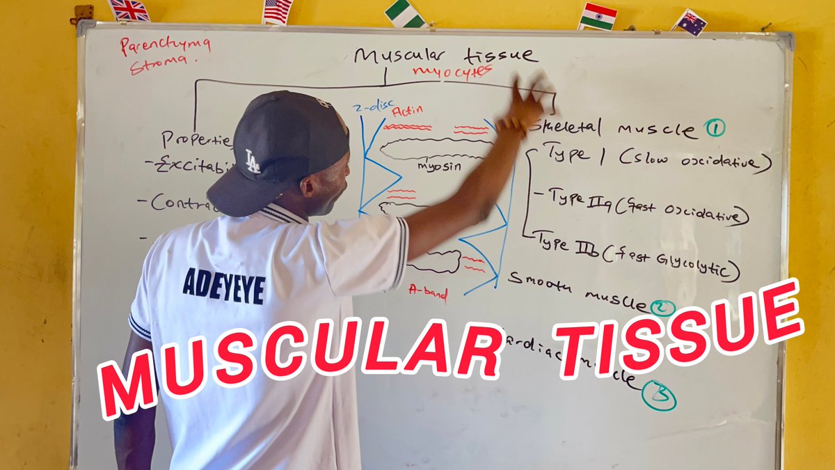 Timileyin_Ade01's tweet image. 🦅🚀New Video Alert 🦅🦅

youtu.be/avGDwPGleuY?si…

Tiger Science Tv release another video titled: Muscular Tissue on YouTube, click on the link above to watch and  subscribe, like and share😀😎
#musculartissue #histology #anatomy 
@Med_Bytes @MuscularTissue @histocasino