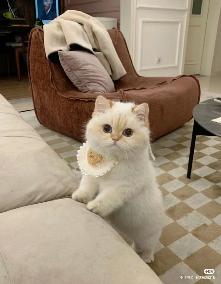 Cats all the way tweet media