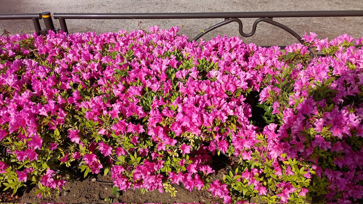 まさる＠どうぶつの森と日常のアカウント tweet media