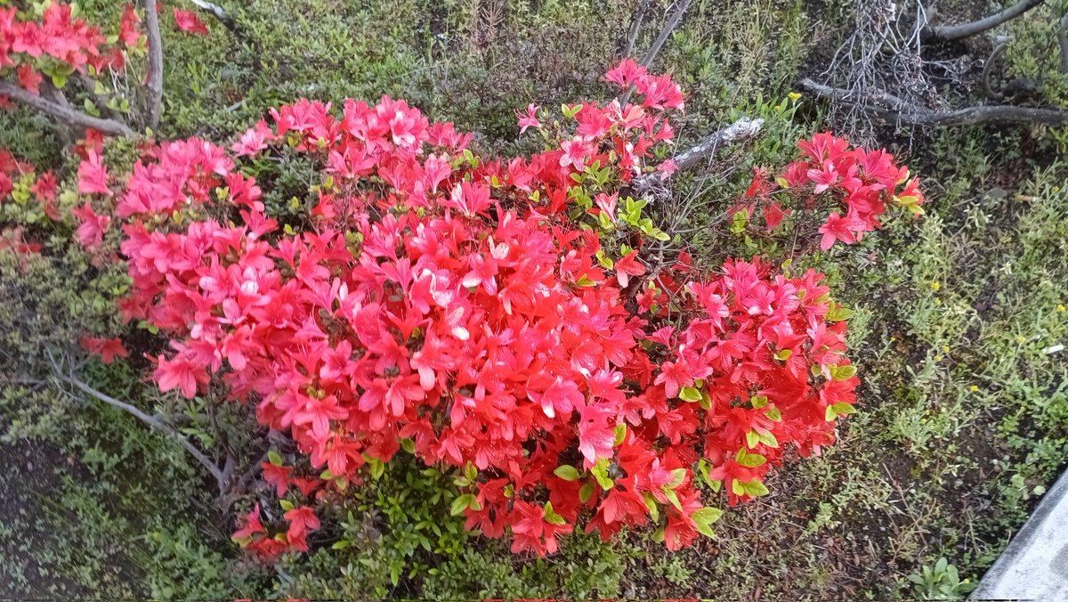 まさる＠どうぶつの森と日常のアカウント tweet media