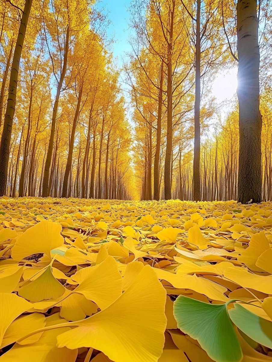 Mohammed ayaz tweet media