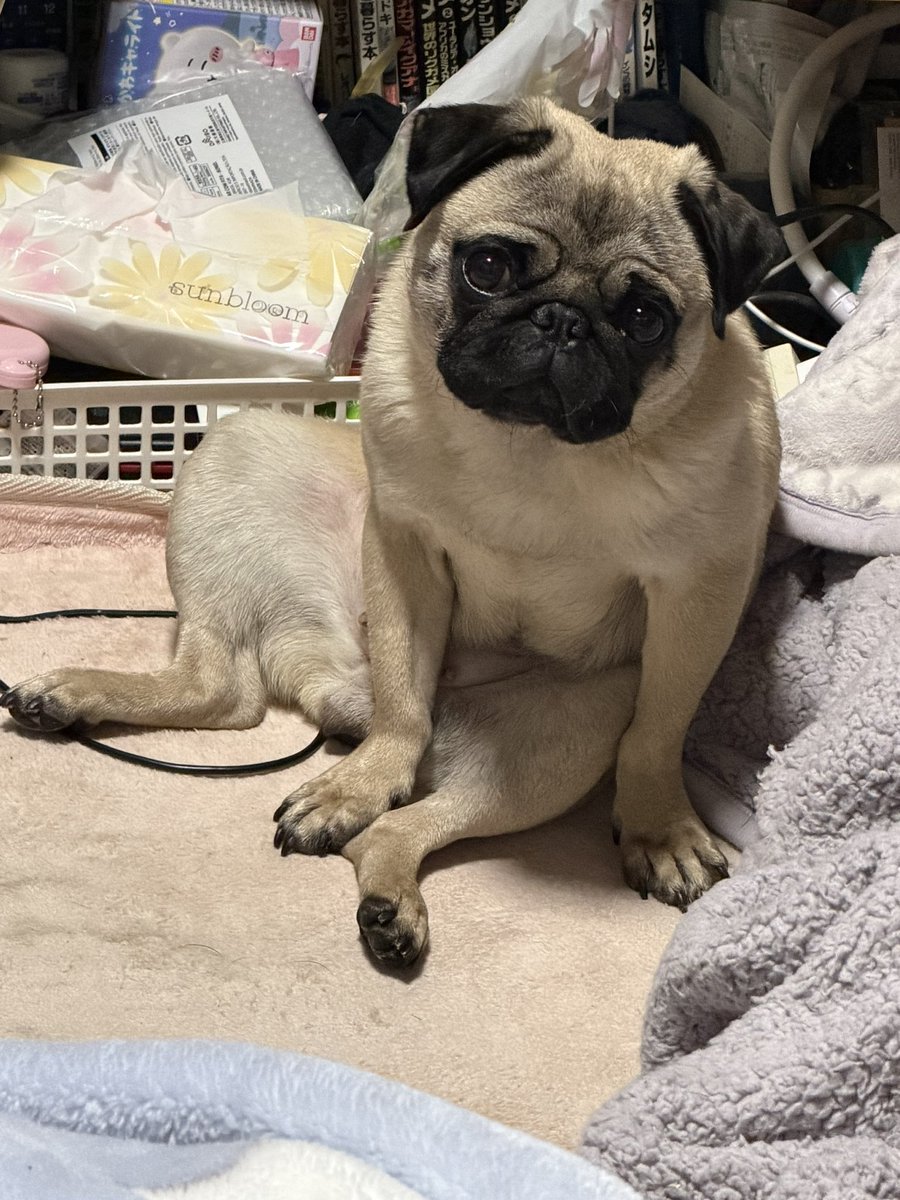 heppoko709's tweet image. おはパグございます
ԅ(//́Д/̀/ԅ)'`ｧ'`ｧ♥️

#PUG
#パグ
#しめじのしいさん