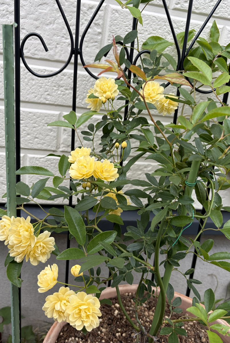 kumi🍓💗💙💜 tweet media